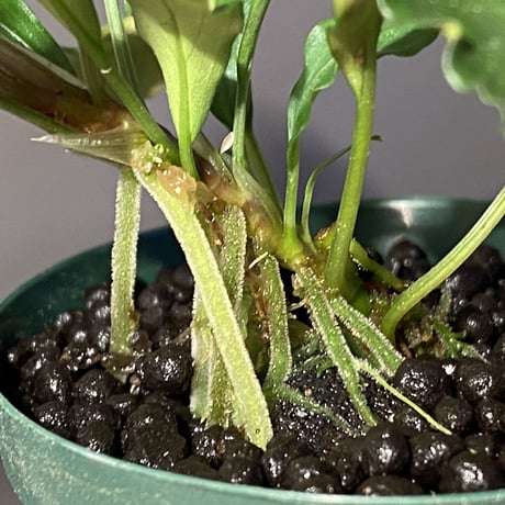 (大株) Bucephalandra sp. from Sintang