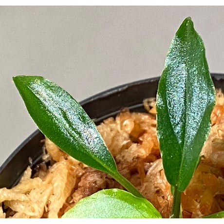Homalomena sp. "Euclase" from Riau sumatera [LA0518-02]