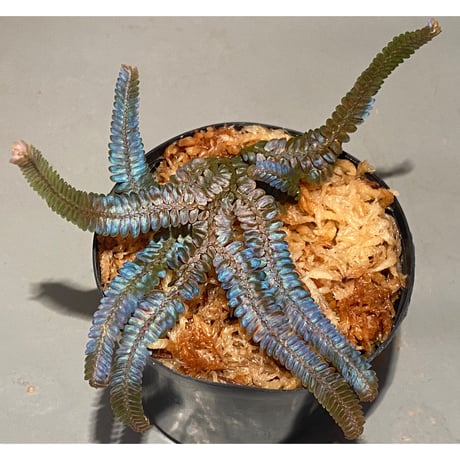 Selaginella sp. from Kapuas hulu Kalimantan barat