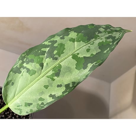 Aglaonema pictum from Aceh Sumatra [T-020219-b-1]