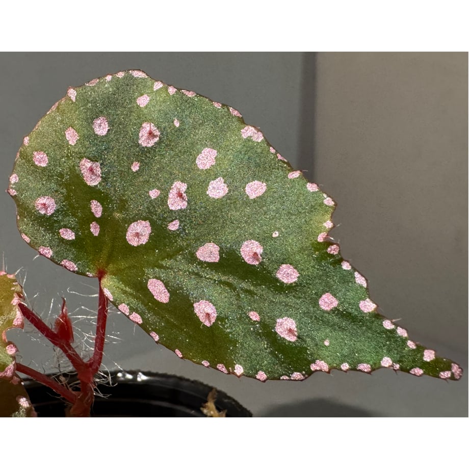 677e5862d5019802c68ff4f9