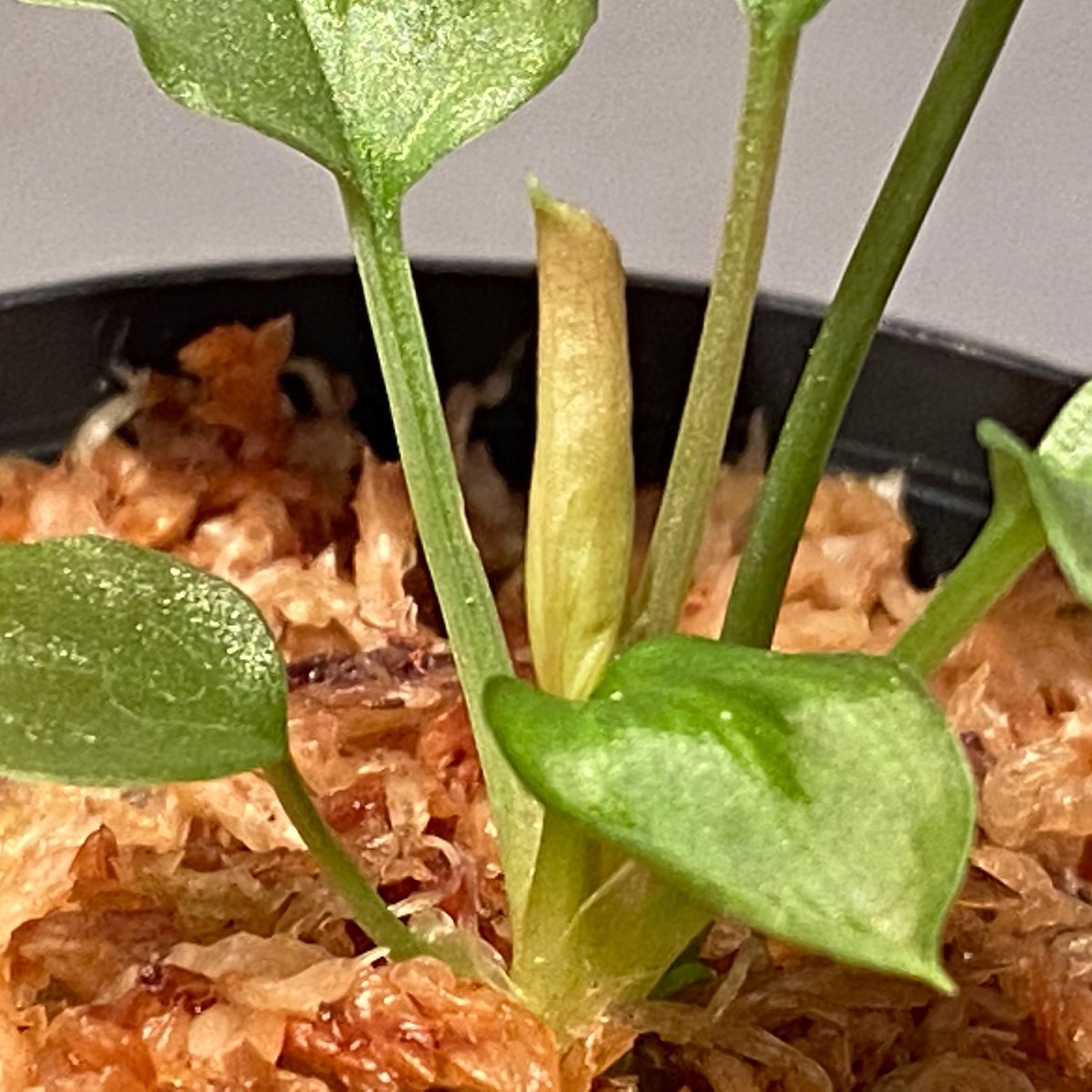 Homalomena sp. 