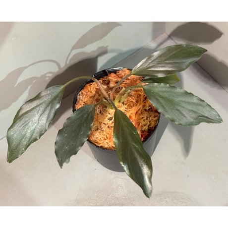 フルタドア | STORES