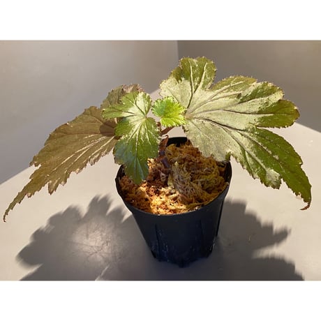 Begonia Hyb. (Halmahera × Aceh)