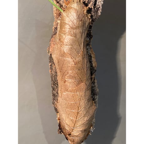Drynaria bonii from Savannakhet Laos ②