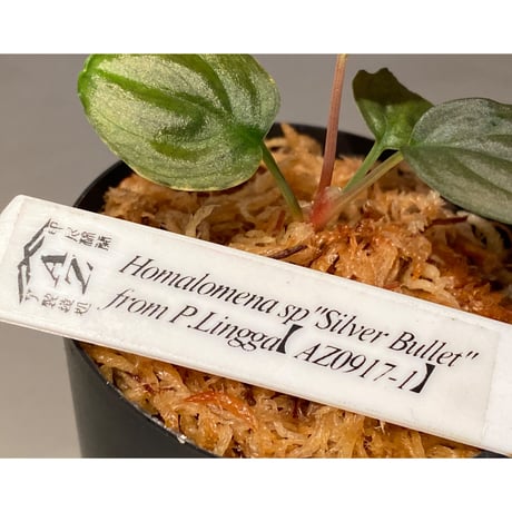 (本タグ付き) Homalomena sp. "Silver Bullet" from P.Lingga [AZ0917-1]