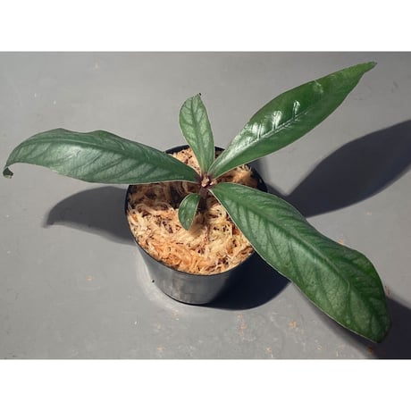 Ardisia sp. from Aceh sumatera [LA]