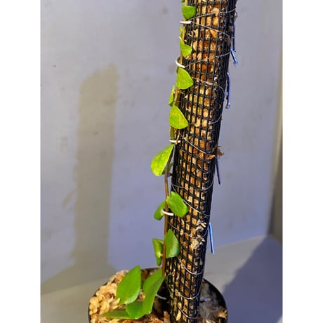 Marcgravia rectiflora