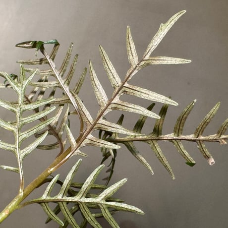 Labisia sp. from Central Papua