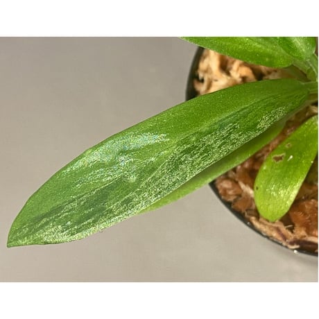 Schismatoglottis sp. "初霜錦" from Murung raya [LA0515-05]