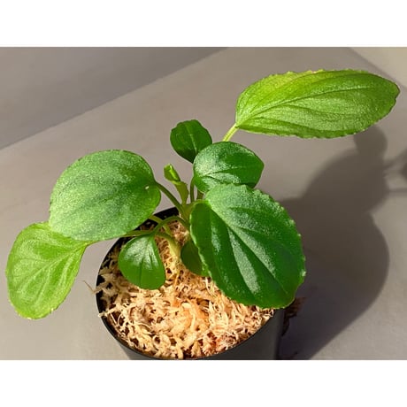 Homalomena sp. "Minimum" from Padan Utara [AZ0512-04]