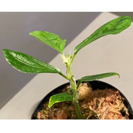 Elatostema sp. from Nopphitam [TK260915]