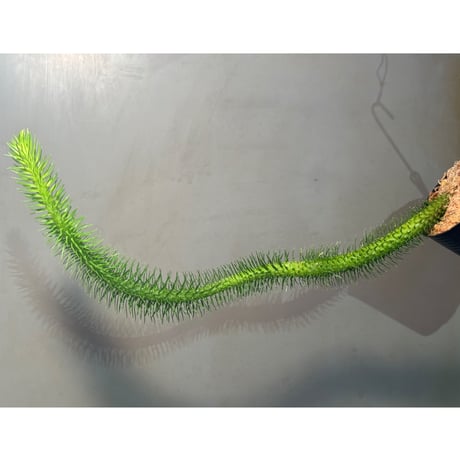 Phlegmariurus squarrosus