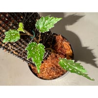 Begonia sp. from Luzon Aurora Philippines 標高500m付近　[KSB]