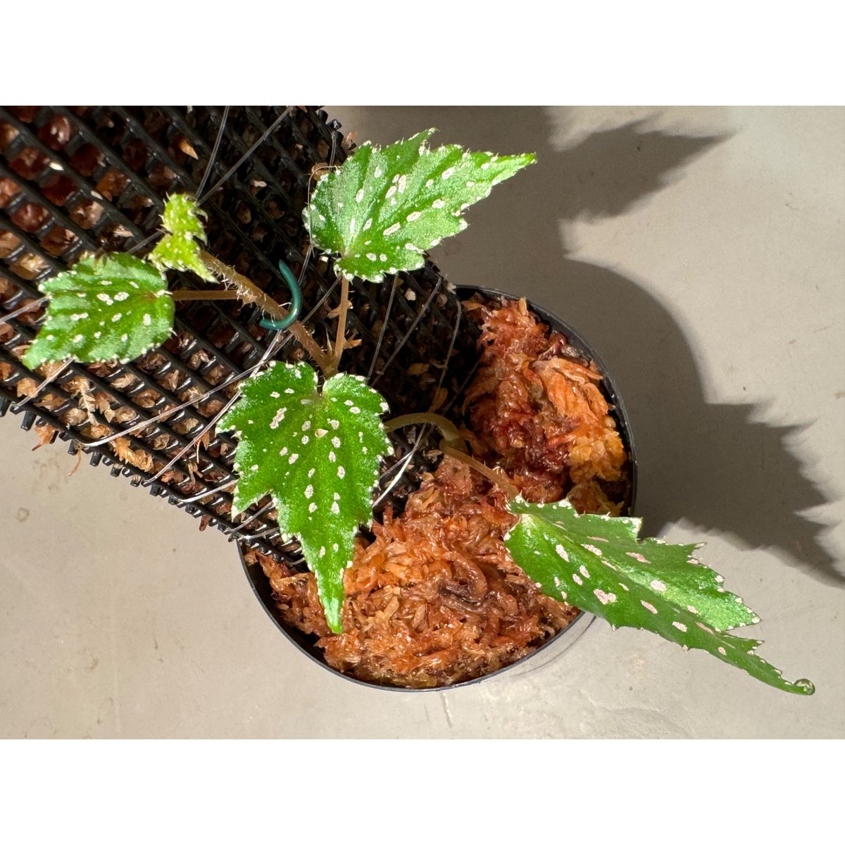 Begonia sp. from Luzon Aurora Philippines 標高500