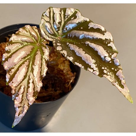 Begonia sp. "雪の宿" from Lampung sumatera [LA0217-01]