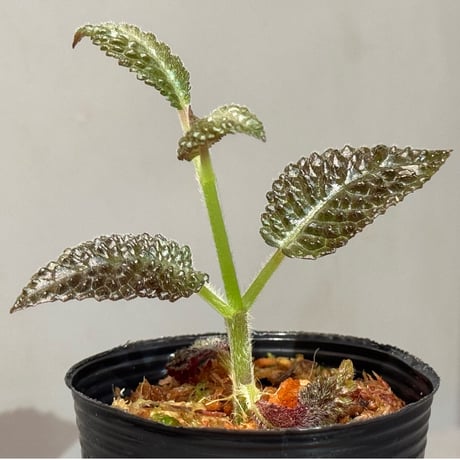 Nautilocalyx sp. 伊藤蟻植物農園