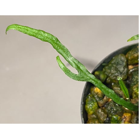 Microsorium sp. from Saripoi [LA0515-02]