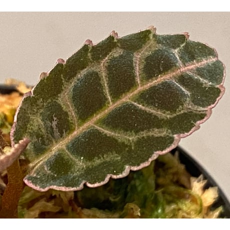 Emblemantha urnulata (Labisia sp.) from Riau sumatera [LA0815-01]