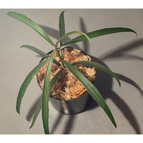 Ardisia sp. from Kapuas Hulu Kalimantan barat