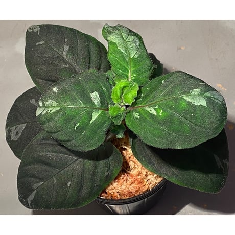 Gymnostachyum sp. from Tigalingga [HW0219-02]