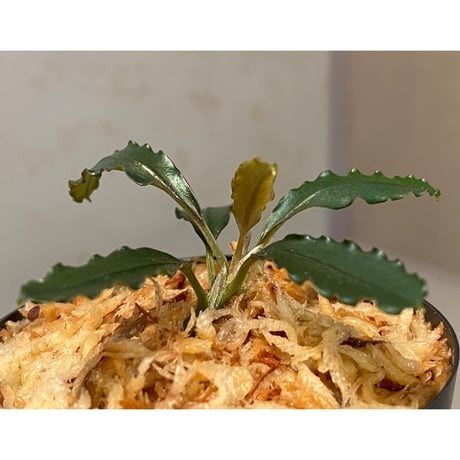 Bucephalandra sp. "Pakak 3" [MF0417-5A]
