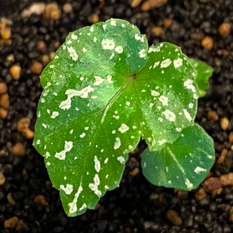 Begonia handelii var. prostrata from Viet Nam