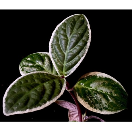 Cosmianthemum bullatum [LA0515-02]