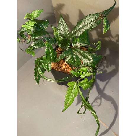 (大株) Bolbitis sp. from Siberut [LA]