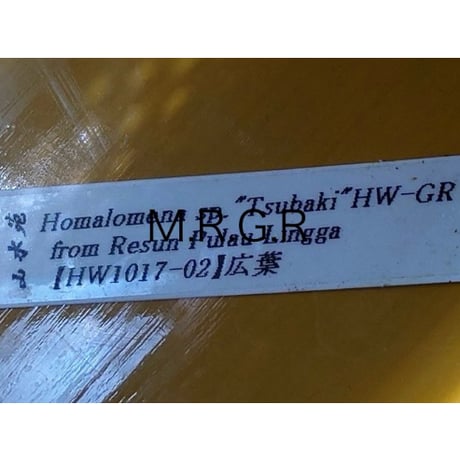 Homalomena sp. "Tsubaki" HW-GR from Resun Pulau Lingga [HW1017-02]