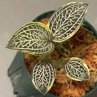 【TB便】Bucephalandra sp.\"Nanga mahap\" mahap\