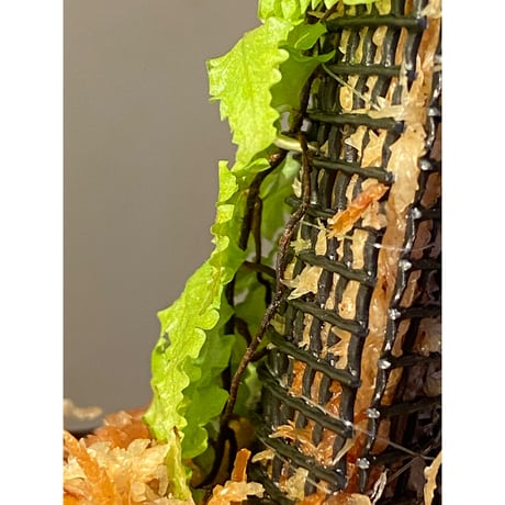 Teratophyllum "Birdwing-fern" from Bentong [AZ0117-3]