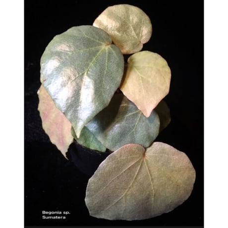 Begonia sp. f1 from Sumatera [NT ORCHID]