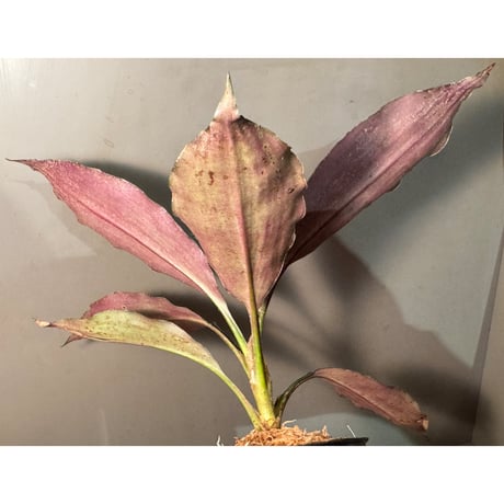 Dracaena sp. from Landak West Kalimantan