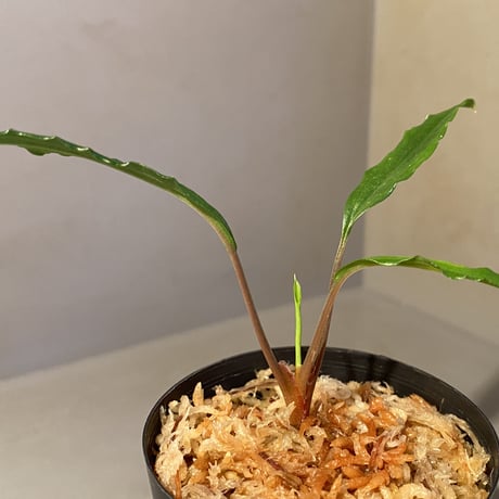 Homalomena vittifolia from Sulawesi [LA0811-00] ①