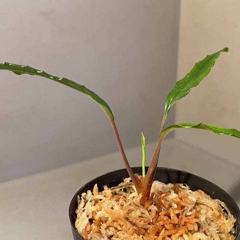 Homalomena vittifolia from Sulawesi [LA0811-00]