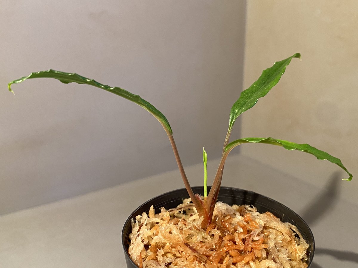 Homalomena vittifolia from Sulawesi [LA0811-00]