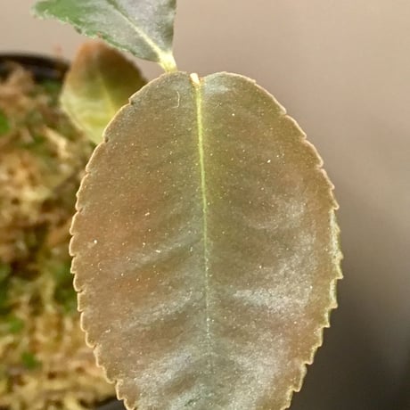 Ardisia sp. from Riau Sumatera