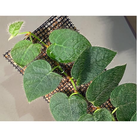 Ficus sp. from Selangor