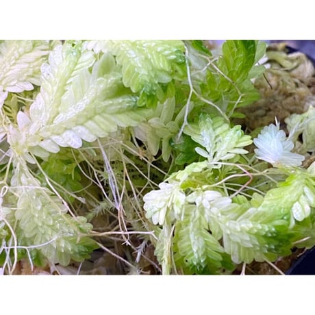 Selaginella sp. バリエガータ from "Nanga pinoh" [TB]