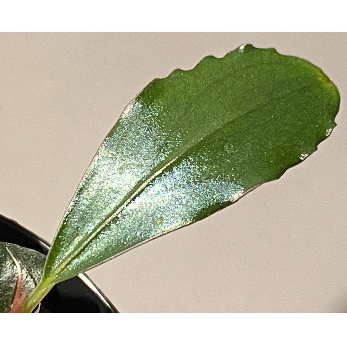 Bucephalandra sp. Black Pearl希少種★美株大株 Bucephalandra sp. 'Black Pearl' - Online Aquaria
