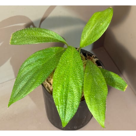 ホマロメナ | STORES