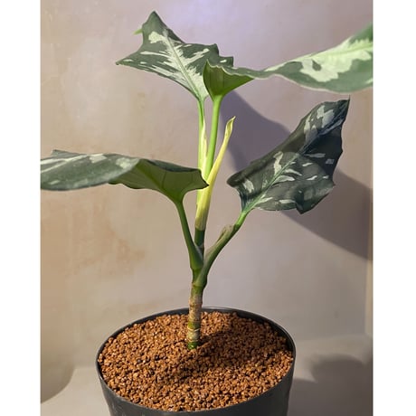 Aglaonema pictum "しるば〜らいん" from Aceh sumatera [LA1016-03j]