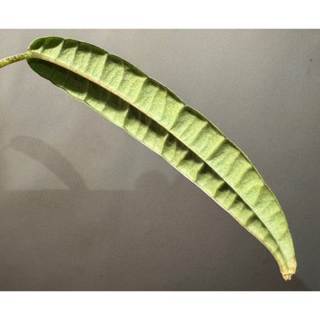 Anthurium cutucuense 伊藤蟻植物農園