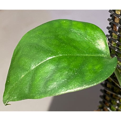 Philodendron sp. from Venezuela [tanakay]