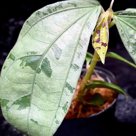 Elatostema sp. from Nopphitam [TK260915]