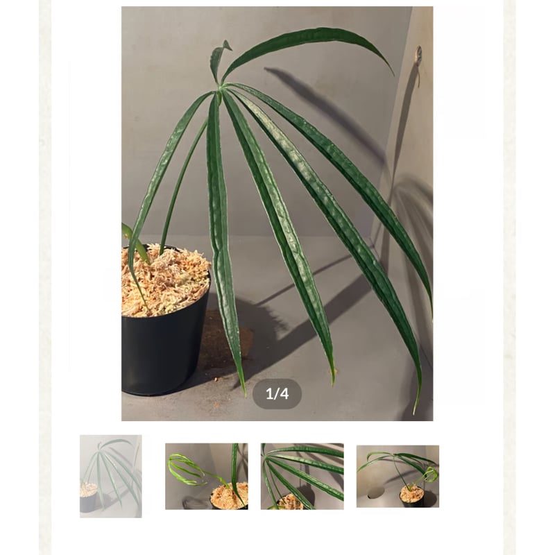 特大　アンスリウム　エミネンス　５号 Anthurium aff. eminens | M・R・G・R