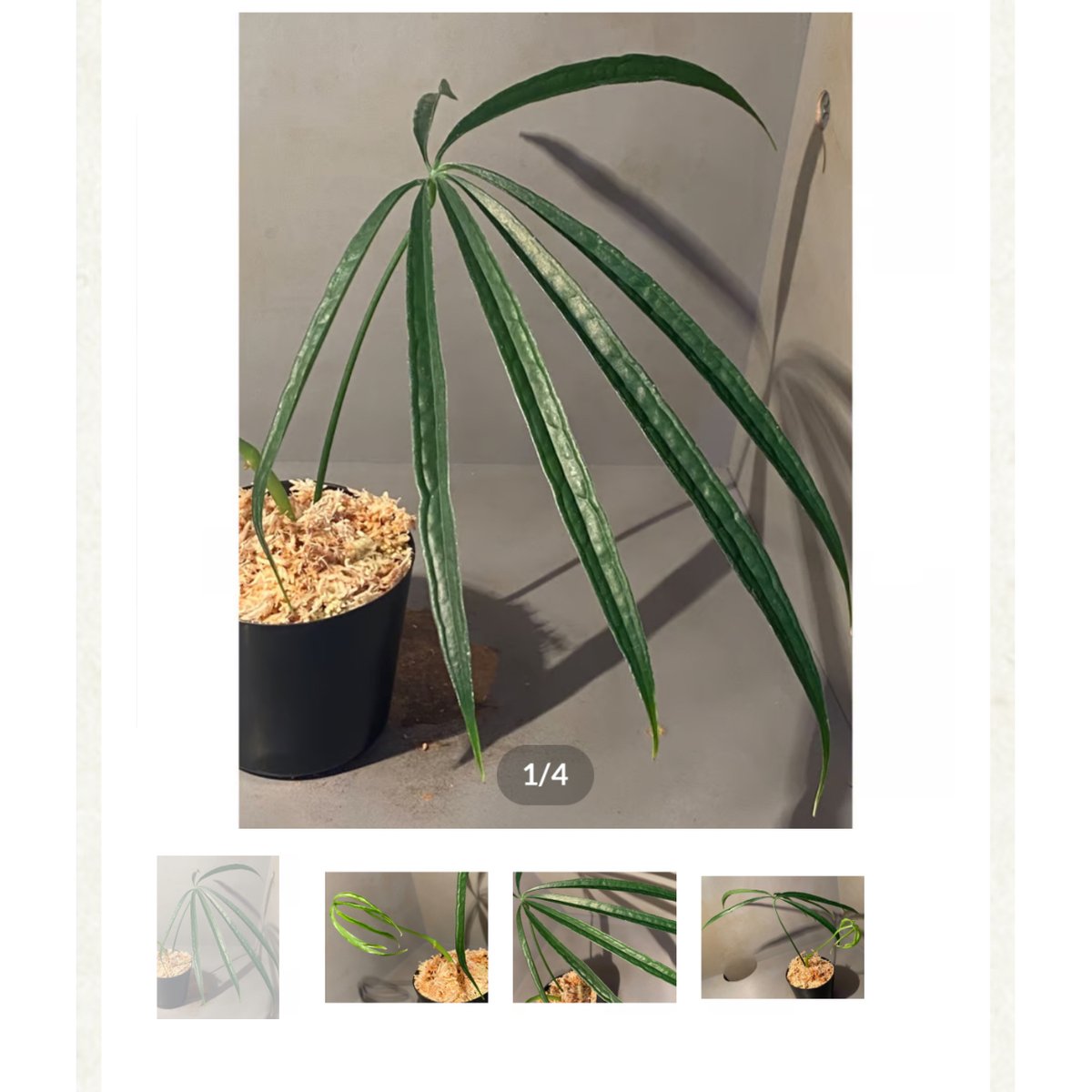 Anthurium aff. eminens | M・R・G・R