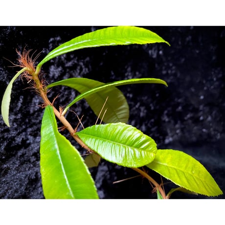 Sauvagesia sp. from Malay Peninsula