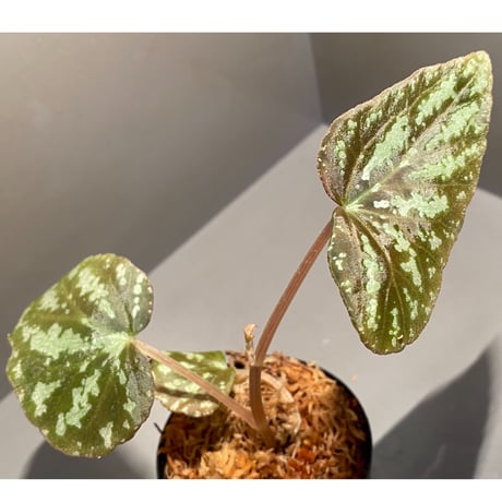 Begonia variabilis from Dabong [TK150717]